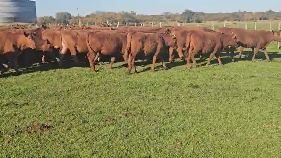 Lote 150 Terneras EN SAN JAIME ENTRE RIOS