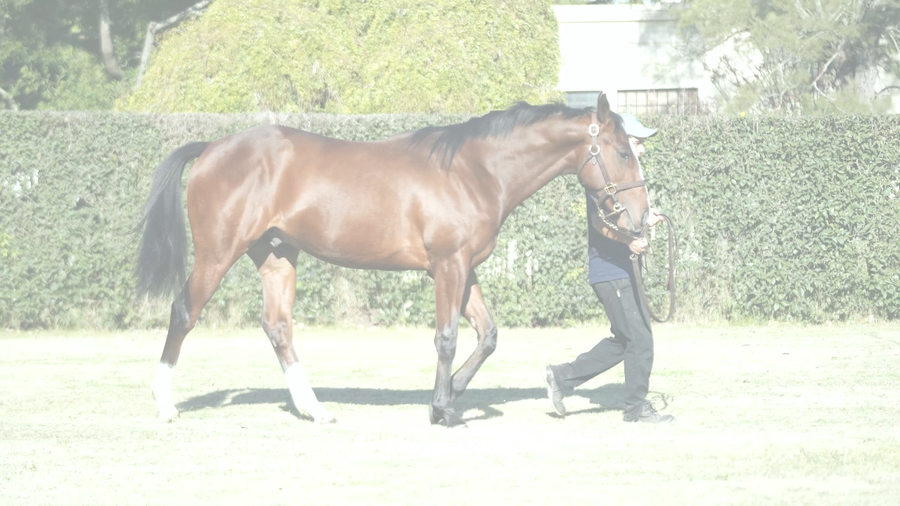 Lote JANO SCAPE (CITYSCAPE -  JADED)