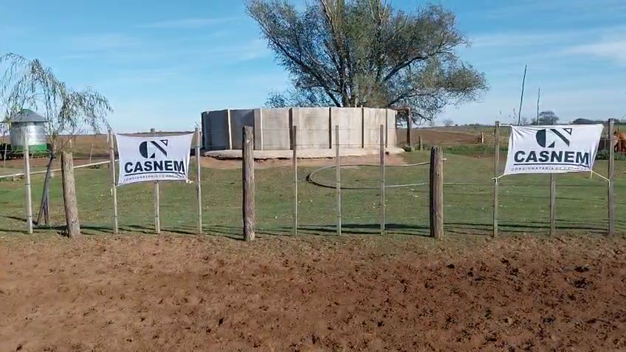 Lote 10 Vaquillonas preñadas