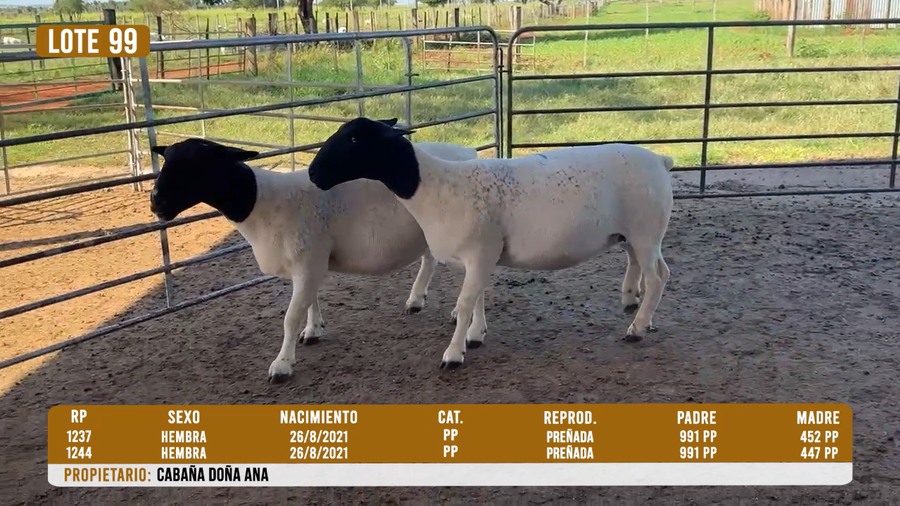 Lote LOTE 99