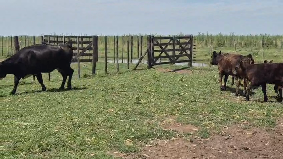 Lote 34 AL CTE USADAS