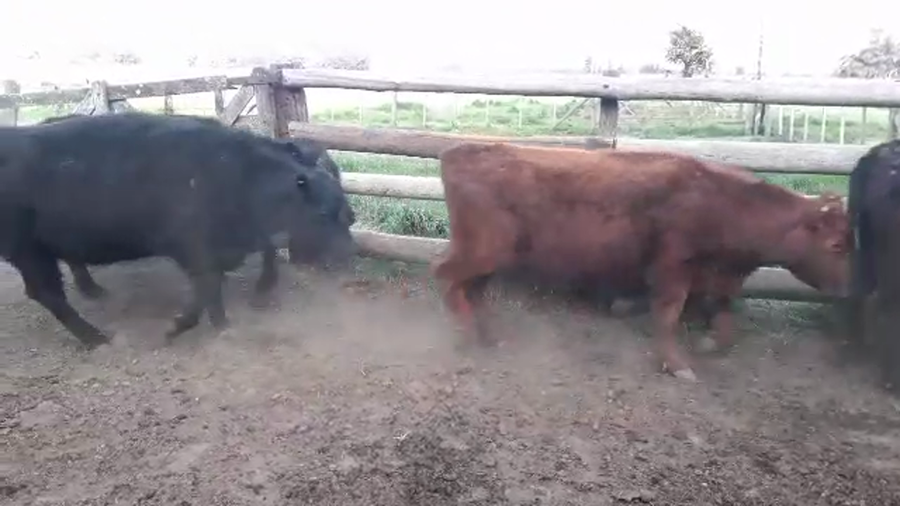 Lote 55 Vaquillonas C/ gtia de preñez en Gral. Las Heras, Buenos Aires