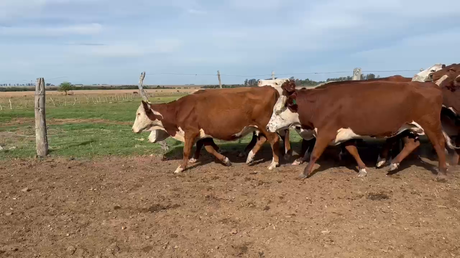 Lote 54 Vacas usadas preñadas en Corrientes, Mercedes