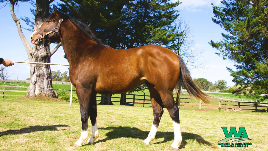 Lote NOTABLE ZUN