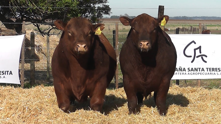 Lote Toros PC Colorado