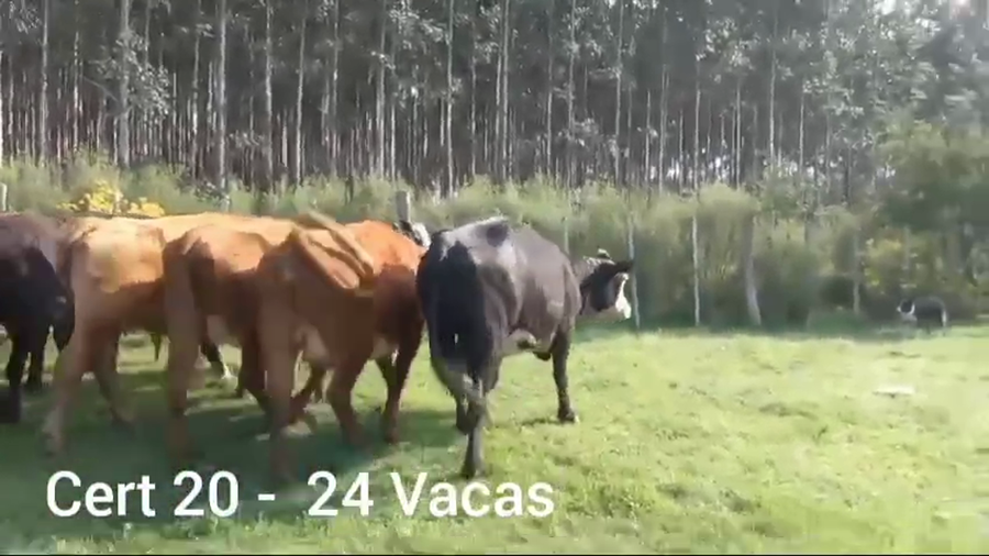 Lote 24 VACAS