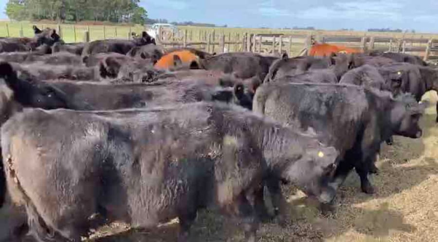 Lote 101 Novillitos y vaquillonas de 350 Kgs en Ayacucho, Buenos Aires