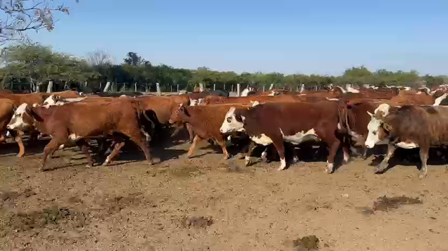 Lote 120 Vaquillonas C/ gtia de preñez