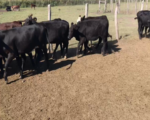 Lote 100 Terneras en Maciá, Entre Ríos