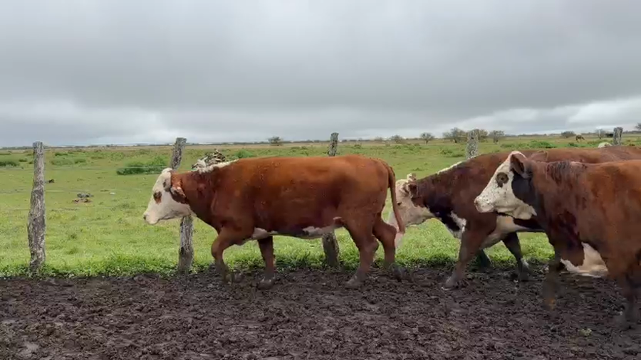 Lote 40 Vacas faena