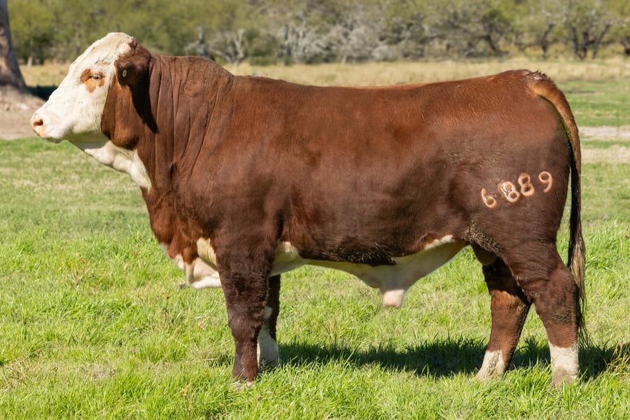 Lote Toros señal 22