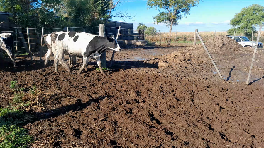 Lote 15 Novillitos Feed Lot Holando Argentino en Morteros, Córdoba