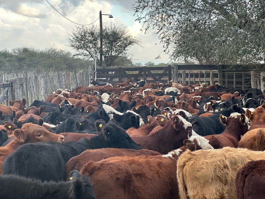 Lote 280 Terneros/as en San Luis, Nueva Galia