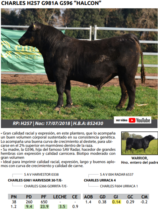 Lote TOROS PEDRIGREE