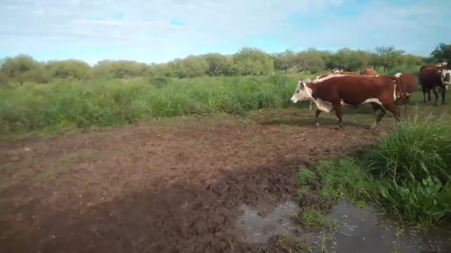 Lote 300 Vacas de invernar en Corrientes, Curuzu Cuatia