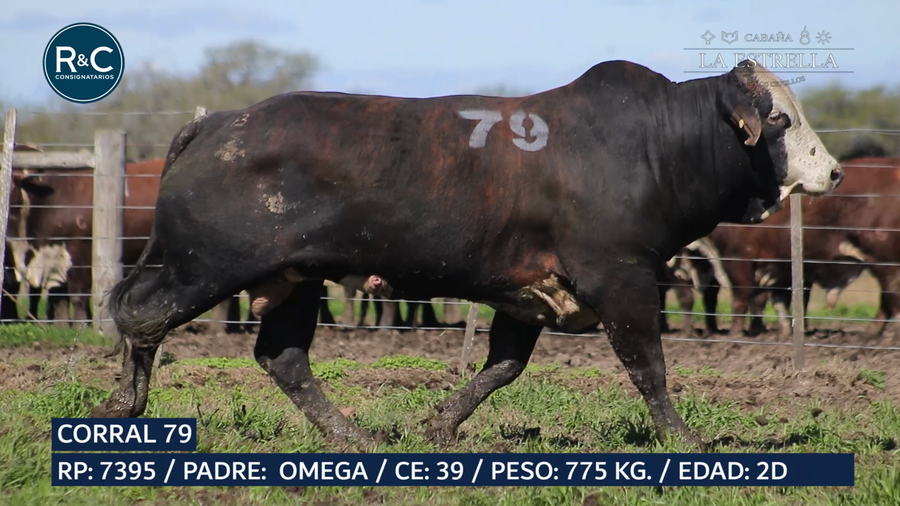 Lote Toro Media sangre