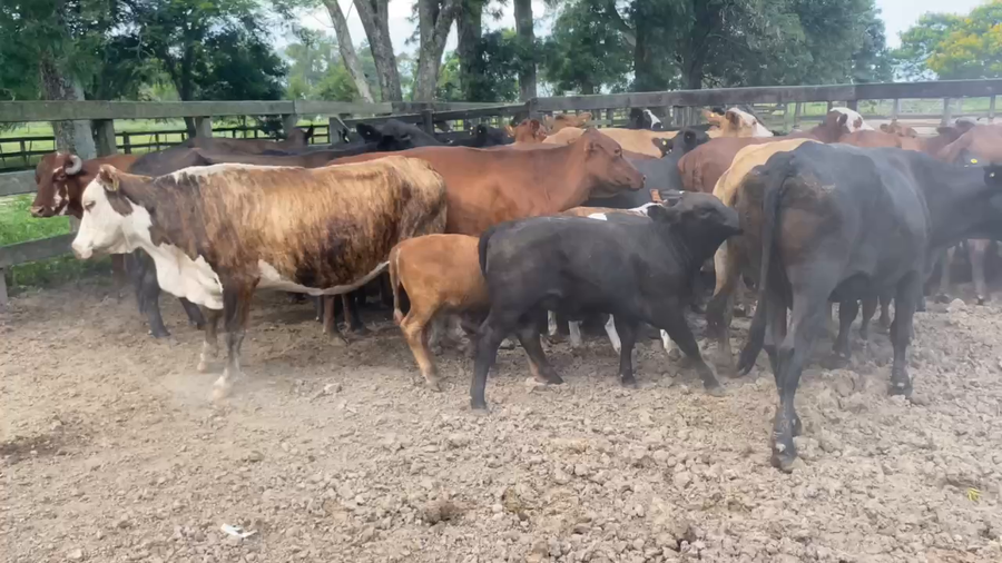 Lote 35 Vacas medio uso C/ gtia de preñez en Pto. Eva Perón, Chaco