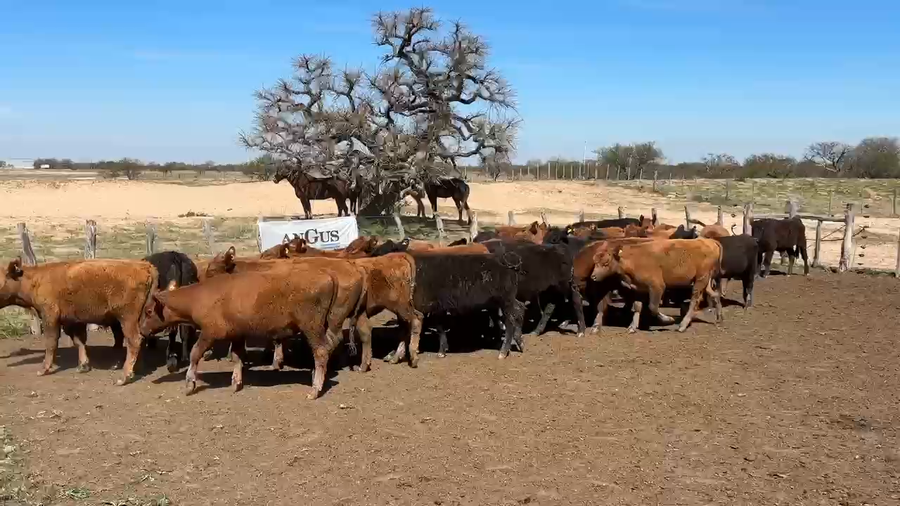 Lote 32 Novillitos