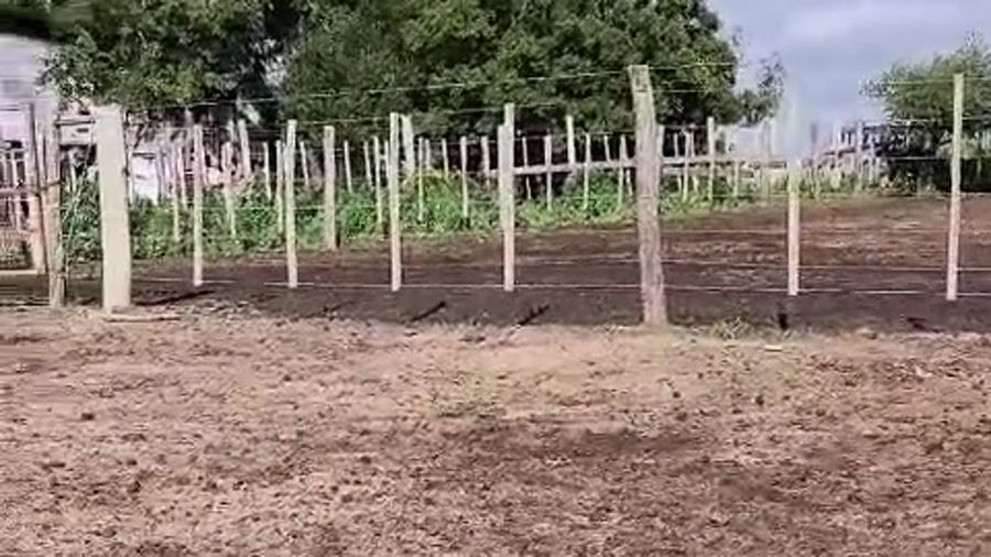 Lote 114 Vaquillonas preñadas en Entre Ríos, Victoria