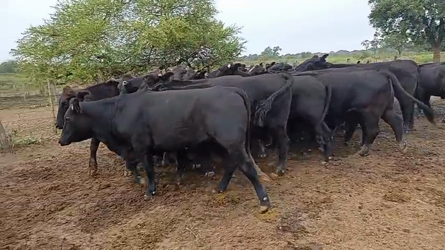 Lote 57 Terneros