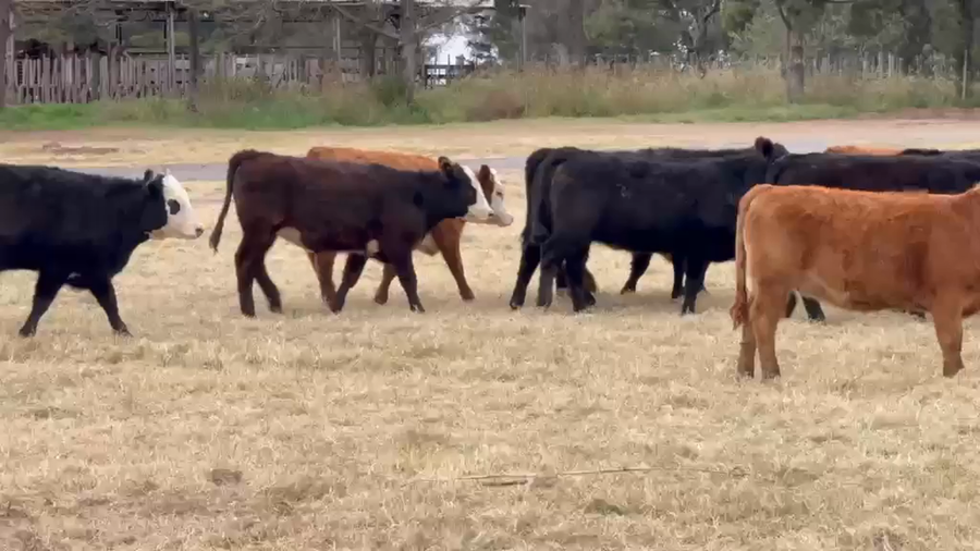 Lote 60 Terneras en Lonquimay, La Pampa