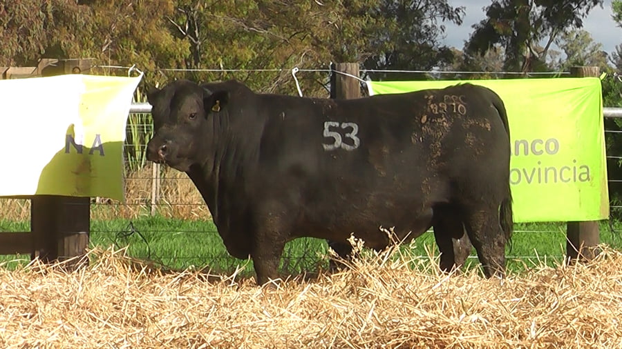 Lote TOROS ANGUS PUROS CONTROLADOS