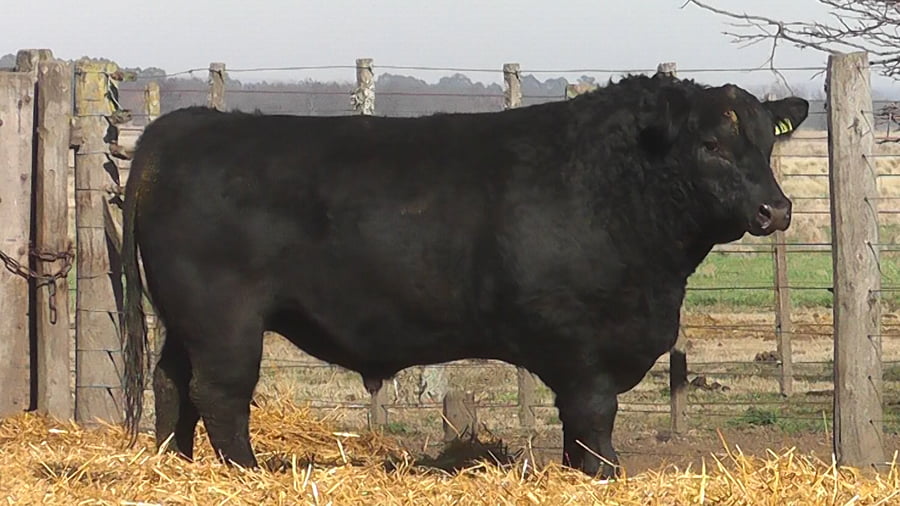 Lote TOROS PUROS POR CRUZA