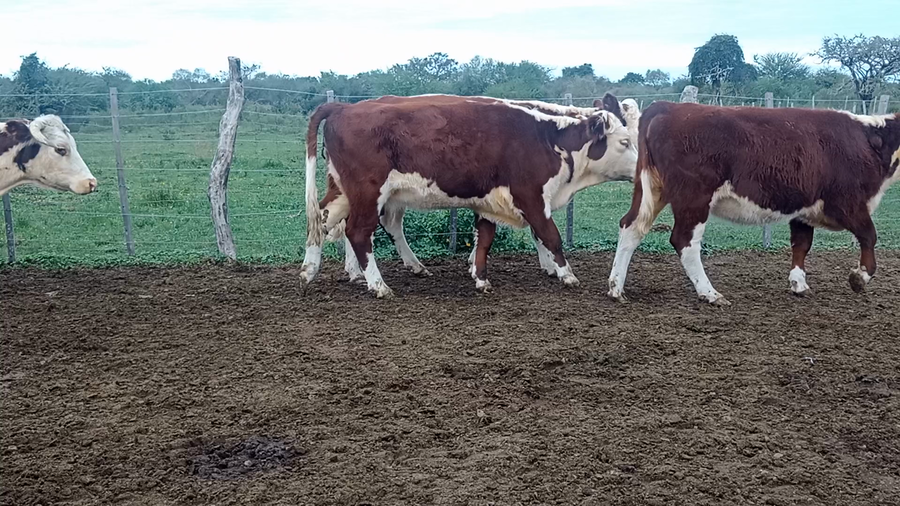 Lote 27 Vacas nuevas C/ gtia de preñez