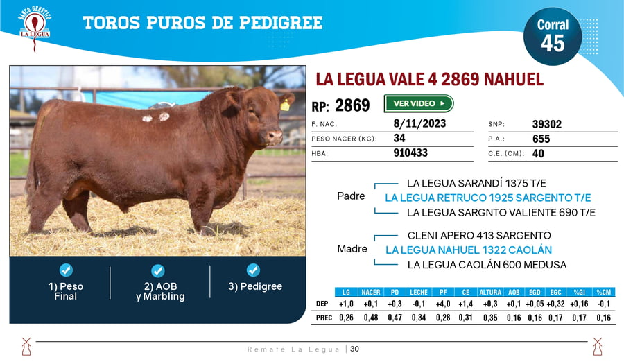 Lote TOROS ANGUS  PP