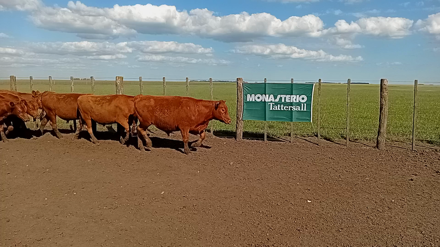 Lote 65 Novillitos en Benito Juárez