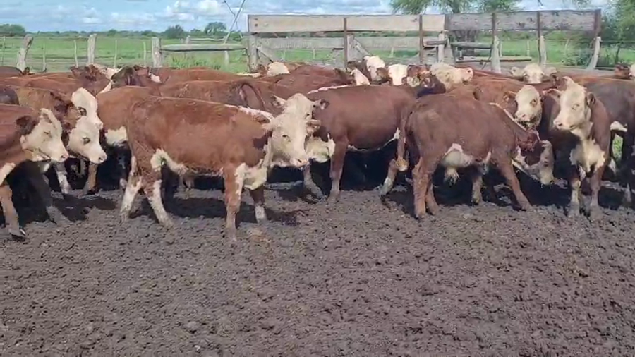 Lote 60 Terneros en Villaguay, Entre Ríos