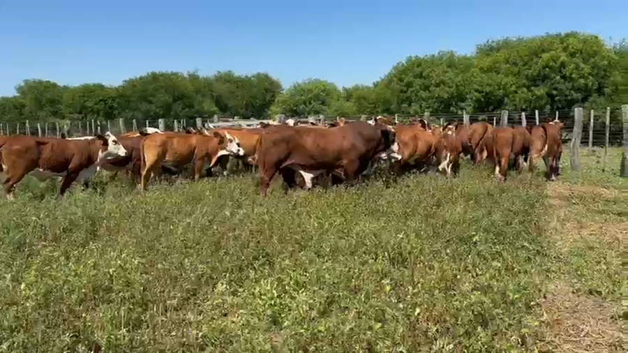 Lote 37 Vaquillonas C/ gtia de preñez