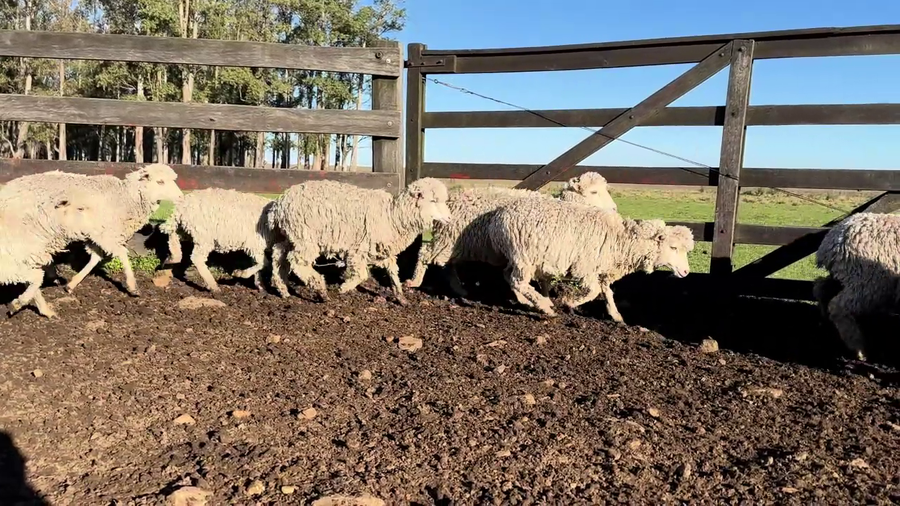 Lote CORDERAS