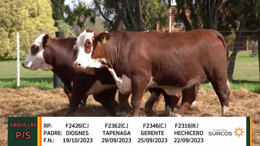 Lote VAQUILLAS 2023 P/SERVICIO BRAFORD