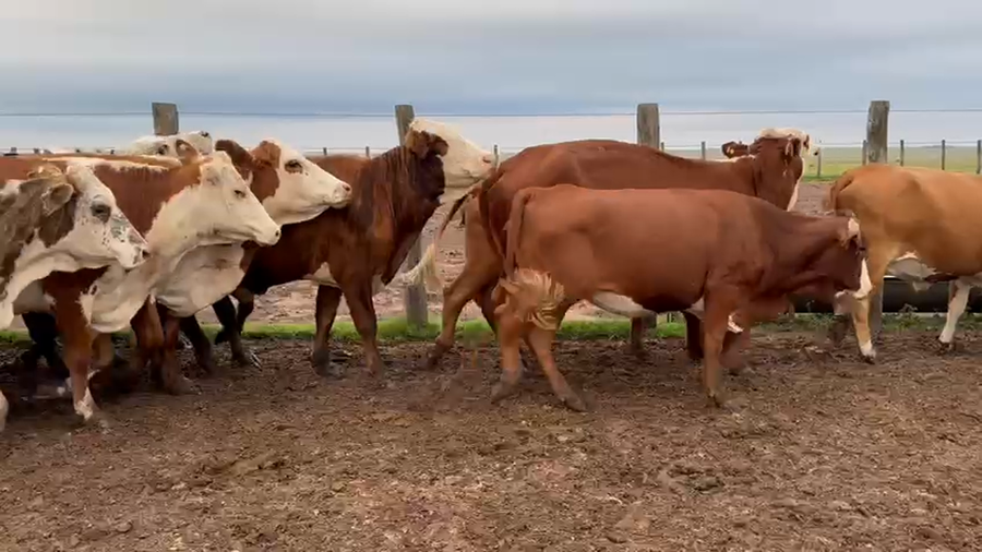 Lote 52 Vacas de invernar en Corrientes, Mariano I. Loza