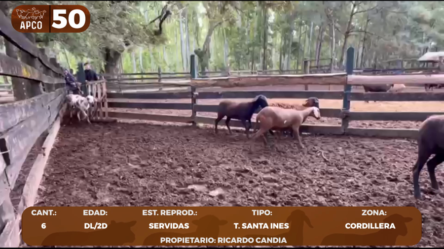 Lote LOTE 50 -POR PANTALLA