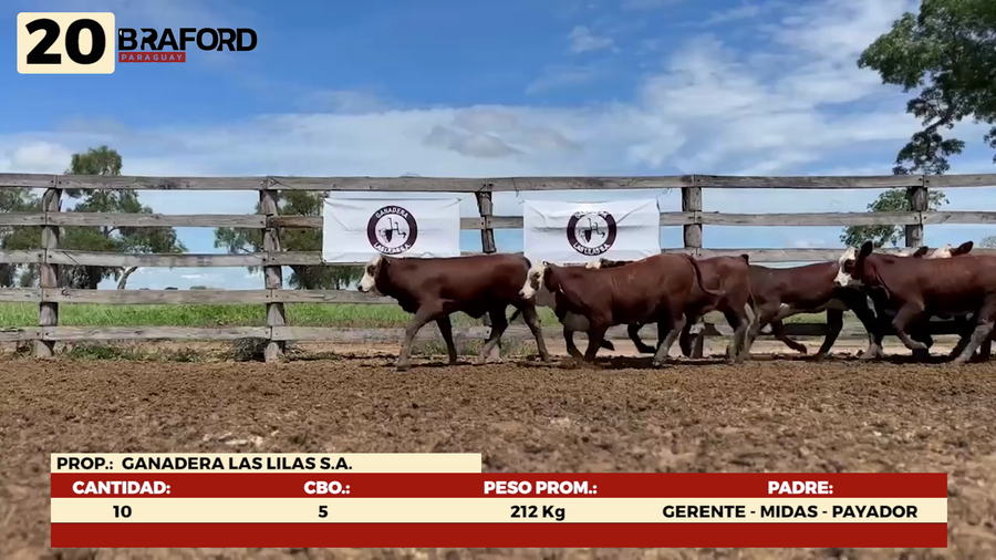 Lote LOTE 20 - POR PANTALLA