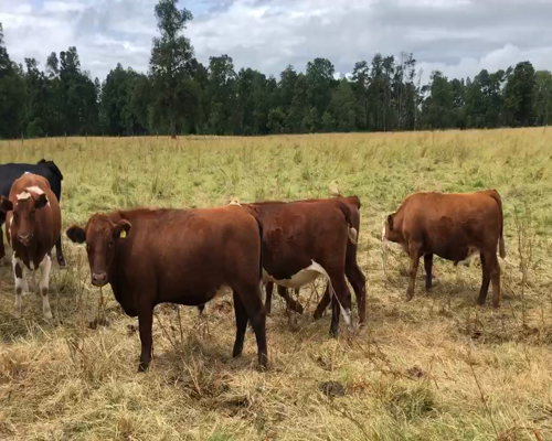 Lote 45 Novillo Gordo en Purranque, X Región Los Lagos