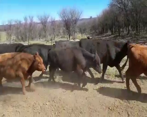 Lote Terneros/as en Toay, La Pampa