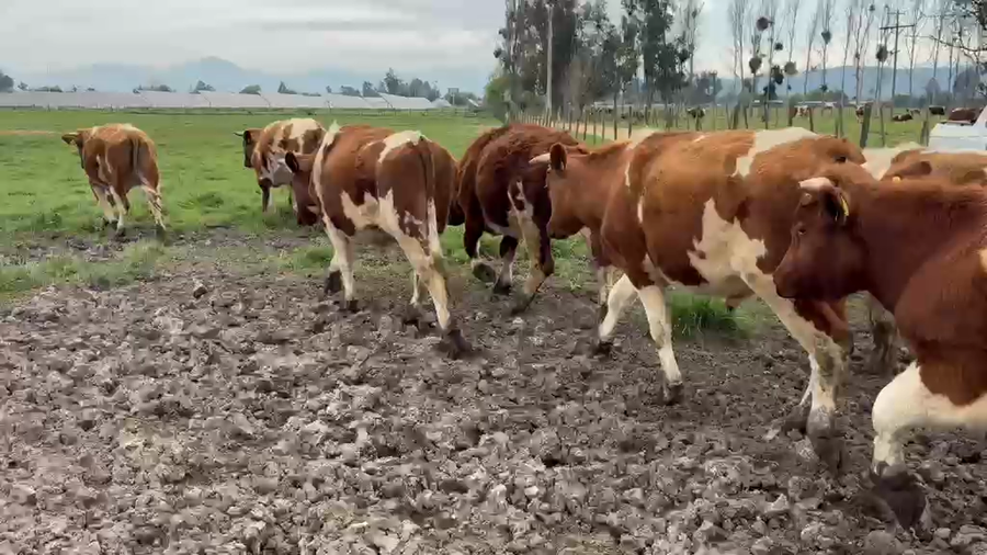 Lote 25 Novillo Engorda en Melipilla, Región Metropolitana