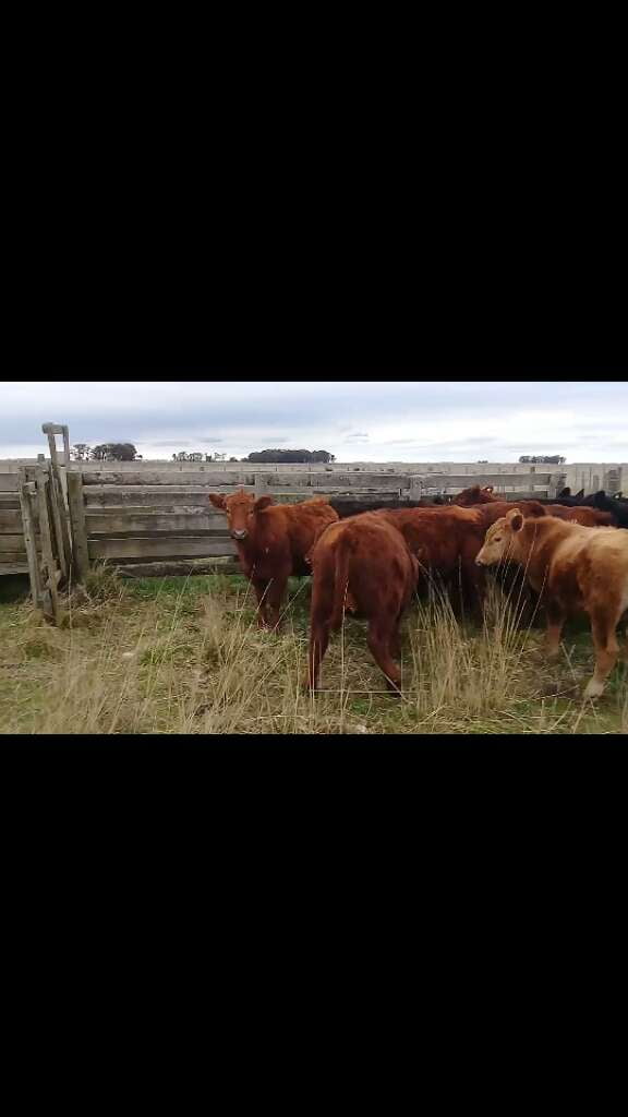 Lote 10 Novillitos y vaquillonas en Benito Juárez, Buenos Aires