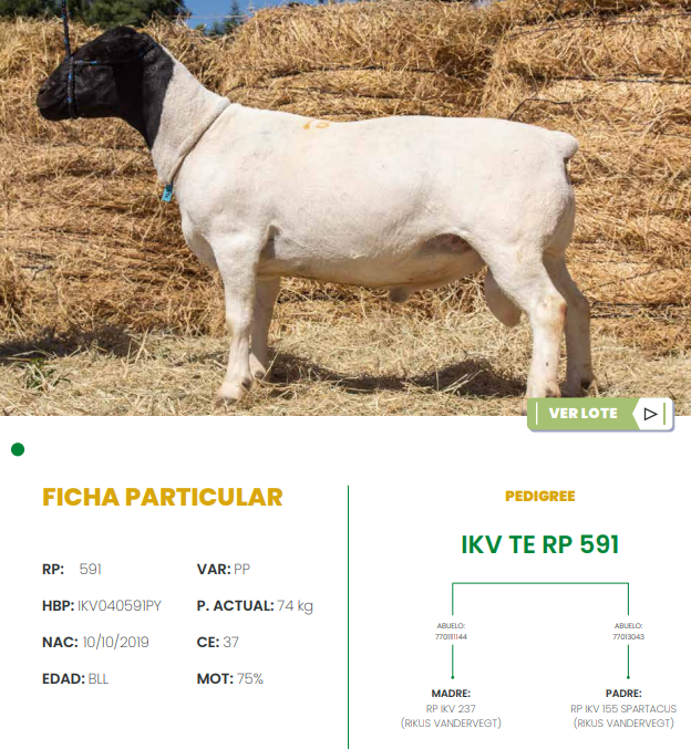Lote LOTE 18