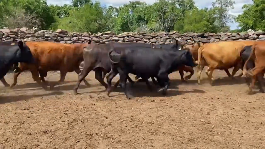 Lote Vacas Preñadas