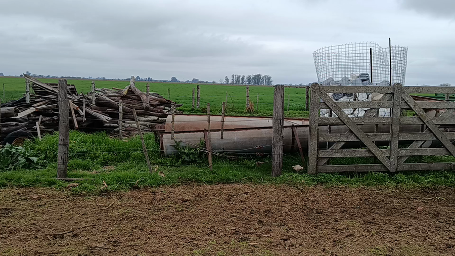 Lote 25 Novillitos Braford en Videla, Santa Fe