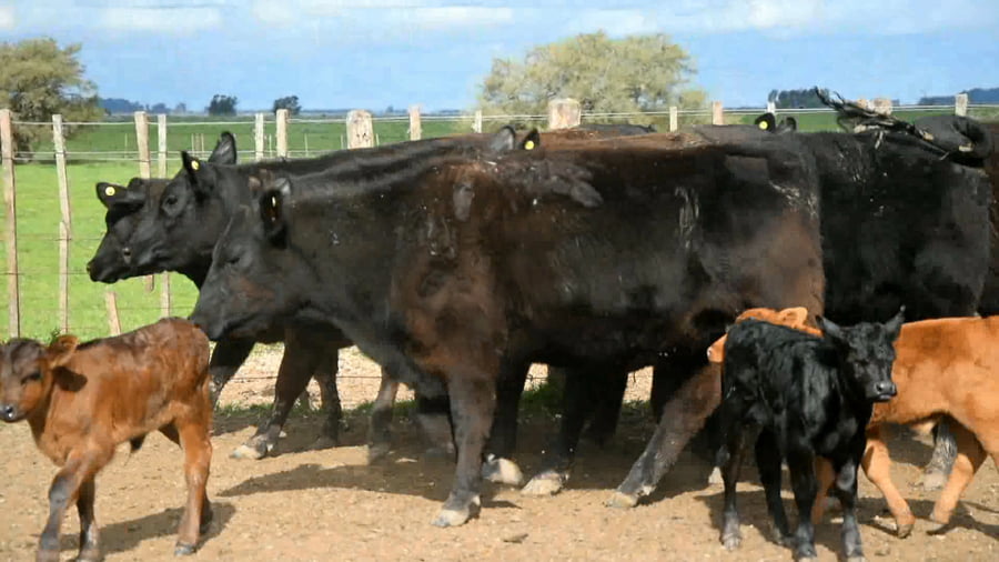 Lote Vaquillonas Puras Controladas preñadas al parir