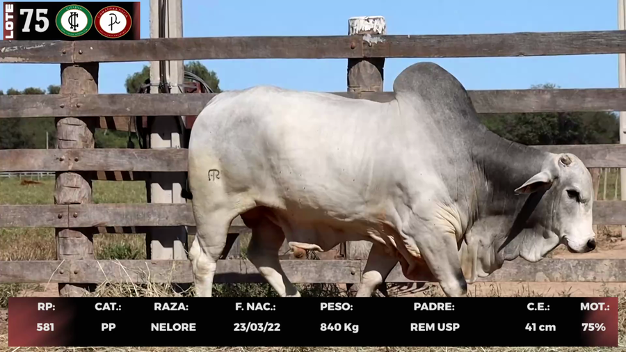 Lote LOTE 75