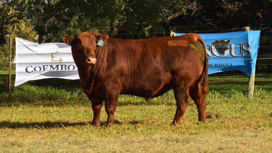 Lote CABAÑA COEMBOTÁ: RP 227