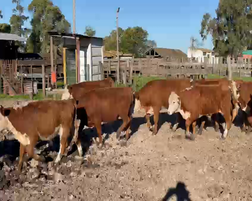 Lote 25 NOVILLITOS POLLED HEREFORD Y COLORADOS DE 305 KG, MARCA LIQUIDA, LOBERIA, PBA.-
