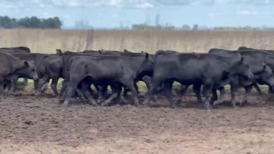 Lote 136 Terneras