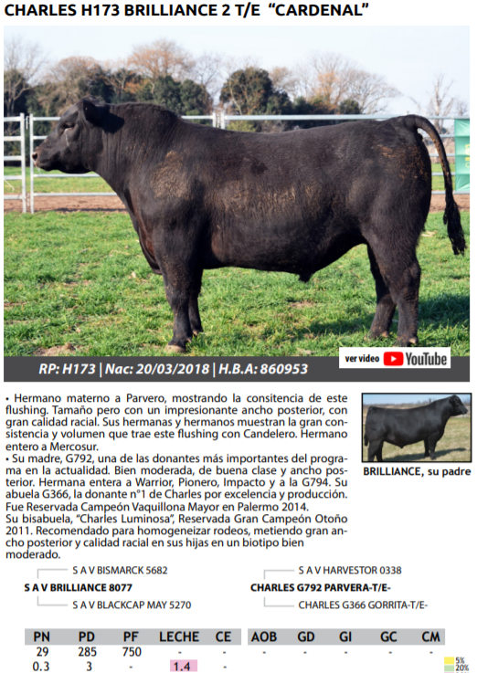 Lote TOROS PEDRIGREE